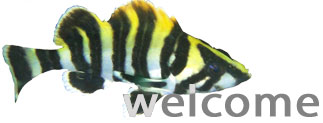 Welcome to the Dive Animals Scuba club website